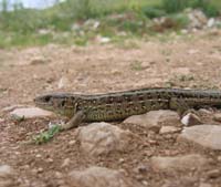 Lacerta agilis