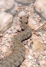 Macrovipera schweizeri
