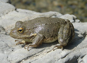 P_cerigensis